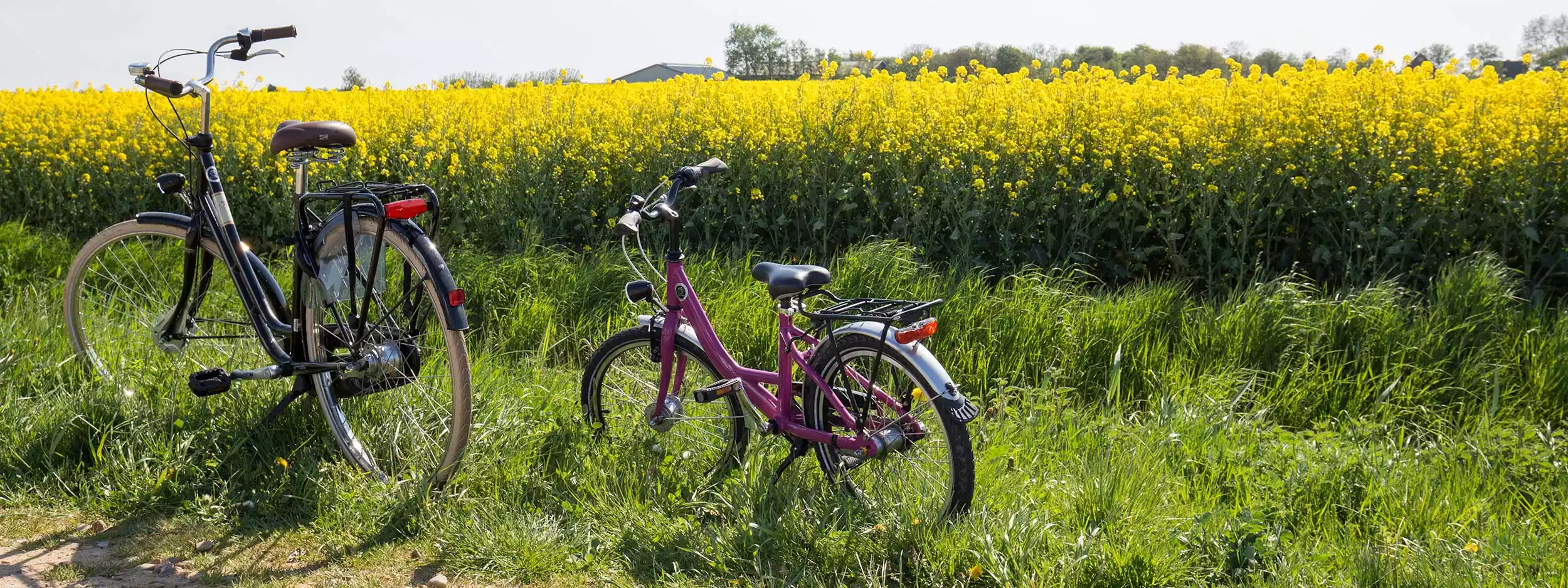 Zwei Fahrräder vor einem leuchtend gelben Rapsfeld